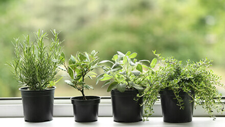 Küchenkräuter-Guide