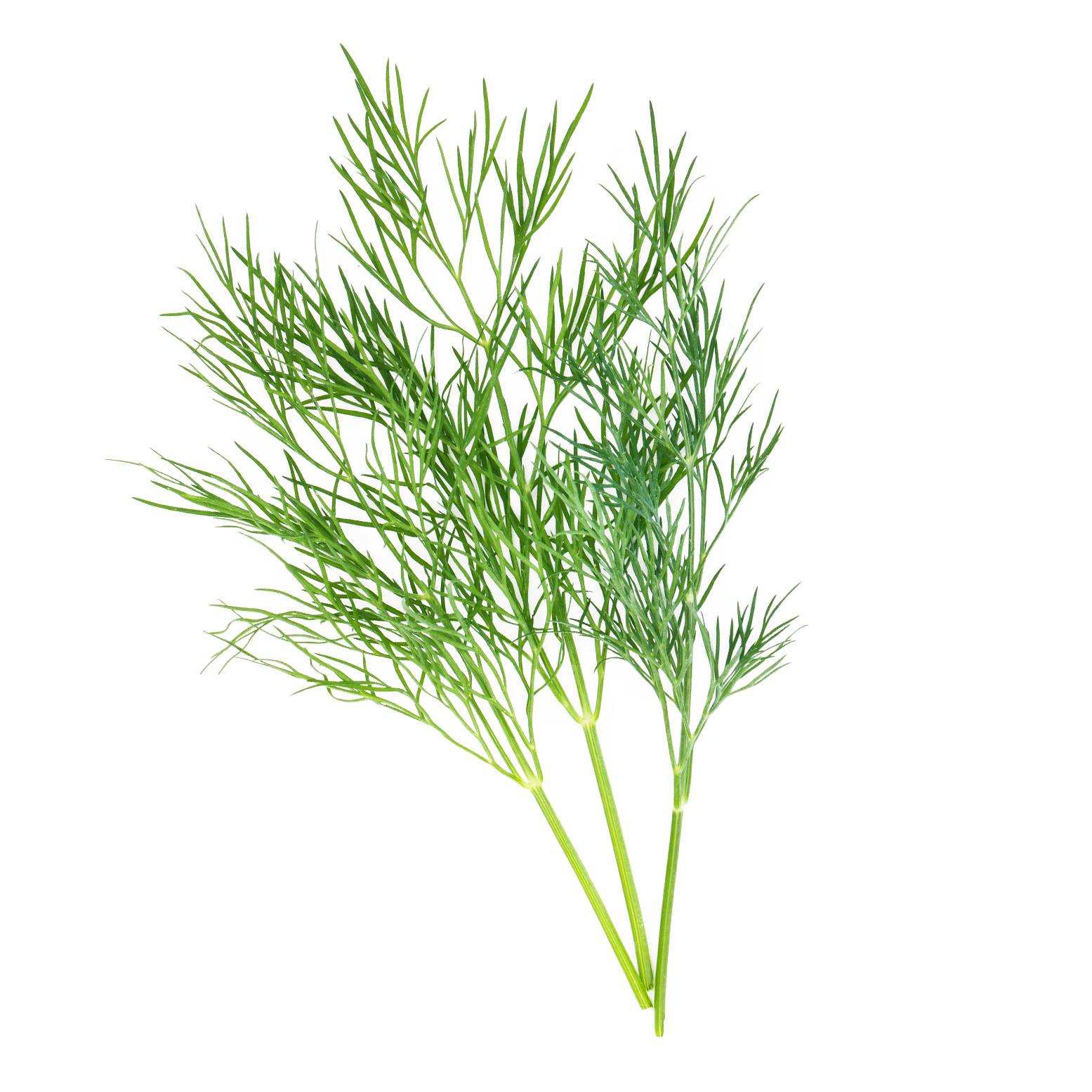 Dill