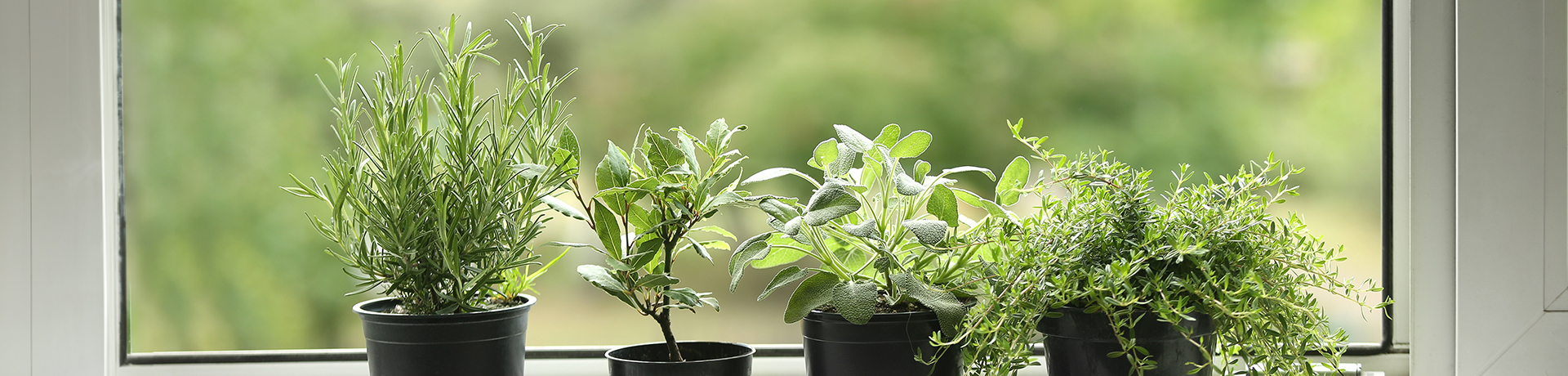 Vier verschieden Kräuter auf einer Fensterbank
